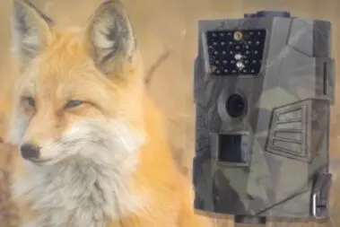 Bezpieczna obserwacja zwierząt - pomoże wytrzymała i dyskretna fotopułapka 16 Fotopułapka Denver Electronics