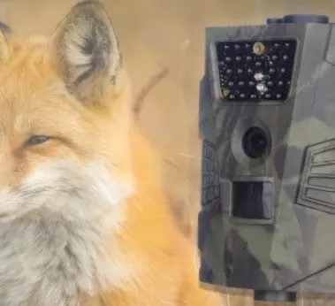 Bezpieczna obserwacja zwierząt - pomoże wytrzymała i dyskretna fotopułapka 42 Fotopułapka Denver Electronics