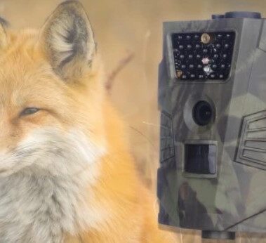 Bezpieczna obserwacja zwierząt - pomoże wytrzymała i dyskretna fotopułapka 42 Fotopułapka Denver Electronics